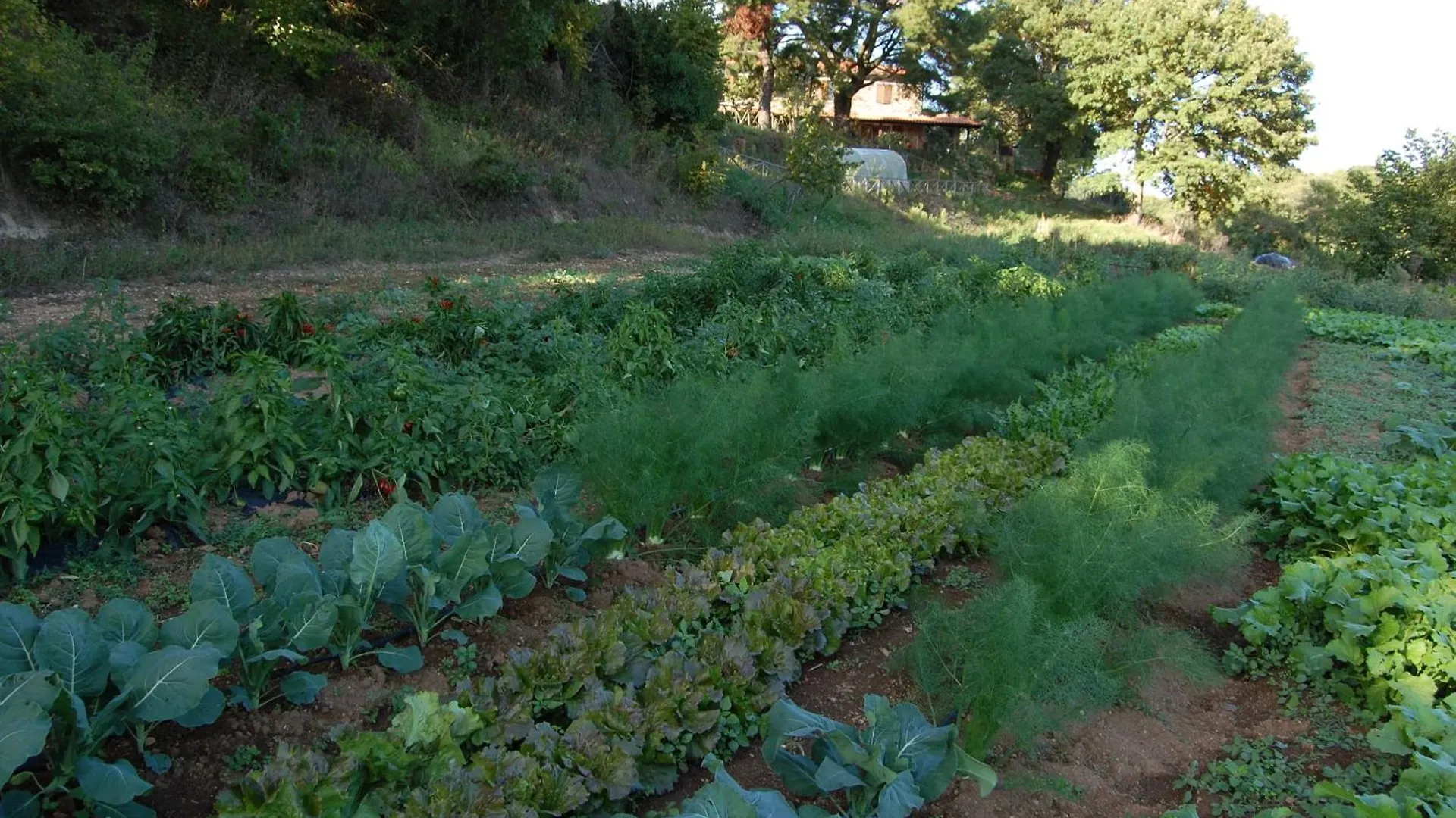 Bio Agriturismo Aia Del Tufo Sorano  Farm stay